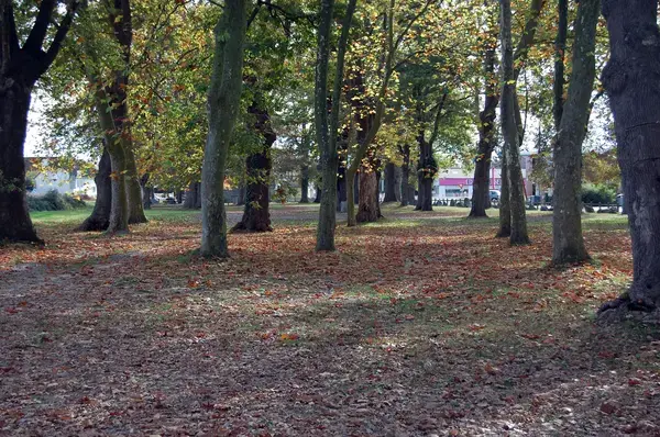 Monte Escalier Access Pose monte escalier Idron